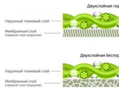 Клеточная мембрана: ее строение и функции
